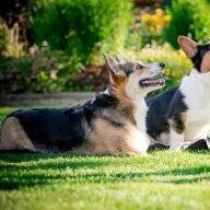 CorgiLover