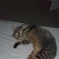 Hattiecat