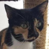 KarenKat