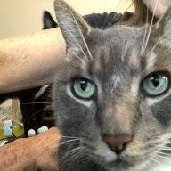 Cat_Girl