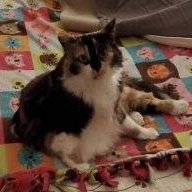 CatLover76