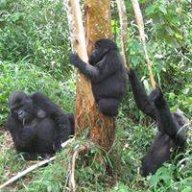 Mutwa
