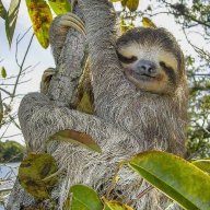 TheSloth