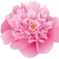 Pink Peony
