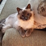 Kittymom
