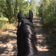 FriesianRider