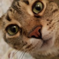 Freya34