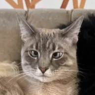 Wheatsiebat