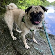 PugMomma