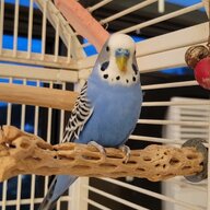 Birdie23