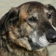 DogLady