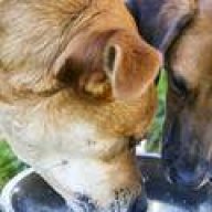 Dog Lover