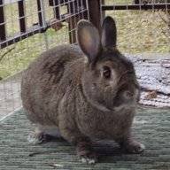 bunnymama