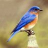 BlueSkylark
