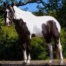 horsegirl