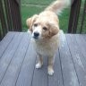 Want 2 Walk Beau