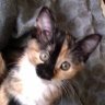 ElleCat