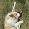 collie