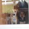 twodogs