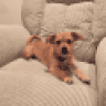 Blinddog
