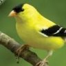 Birdie