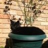coffeecat