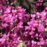 Wildflower6