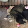 revcatlover