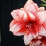 Amaryllis756
