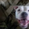 Rosydog63