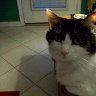 izzy