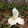 Trillium