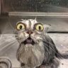WetCat