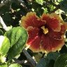 Hibiscus6