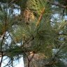 PineCones