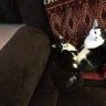 huffycat