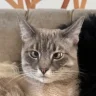 Wheatsiebat