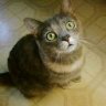 Misha