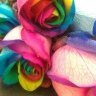 Flowerpower11