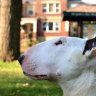 Deafdogz