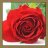 Roselover