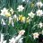 Daffy dill