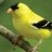 Birdie