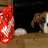 Holly
