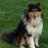 CollieAngel