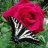 mytrose43