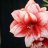 Amaryllis756