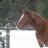 horseygirl
