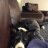 Sheepdogn