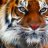 weasel52